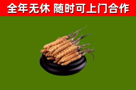 漳州回收散虫草