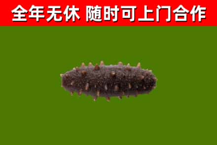 漳州回收海参干